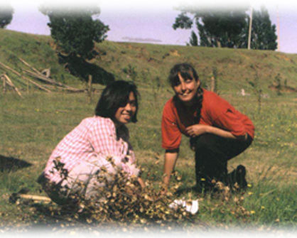 Diane-Daisy - Planting project in Quelhue