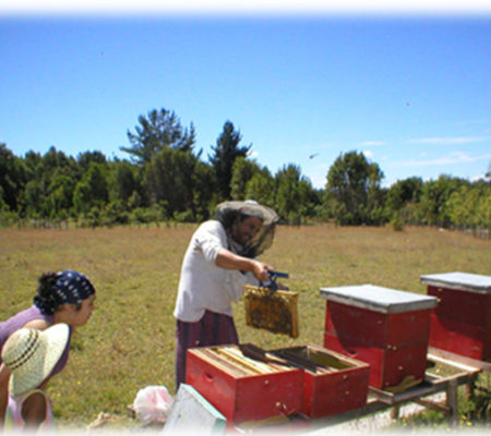 Joining Hands - Bee keeping with Sergio