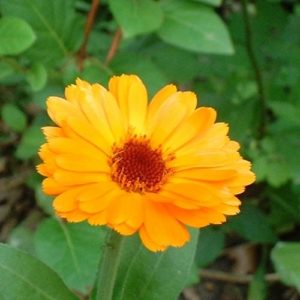 Calendula