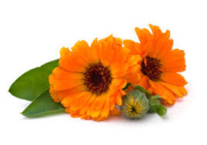 Ungüentos naturales con Calendula