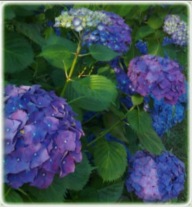 Hortensias con colores intensos