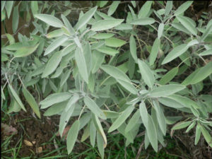 Planta de Salvia