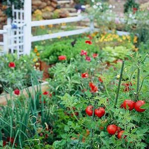 Un Jardin Orgánico