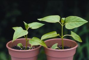 Resulta de planta morrón sin y con Humus