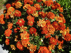 Tagetes - flores en una sola plantat